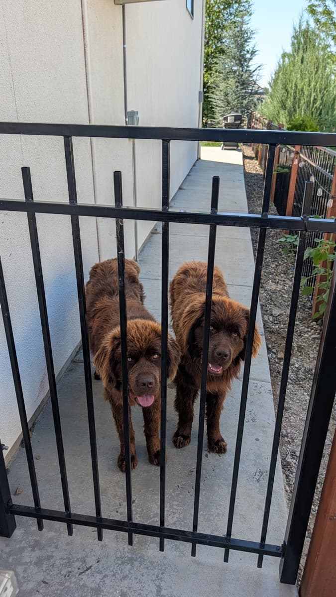 Two brown Newfoundland dogs standing behind a closed side gate at a client's home