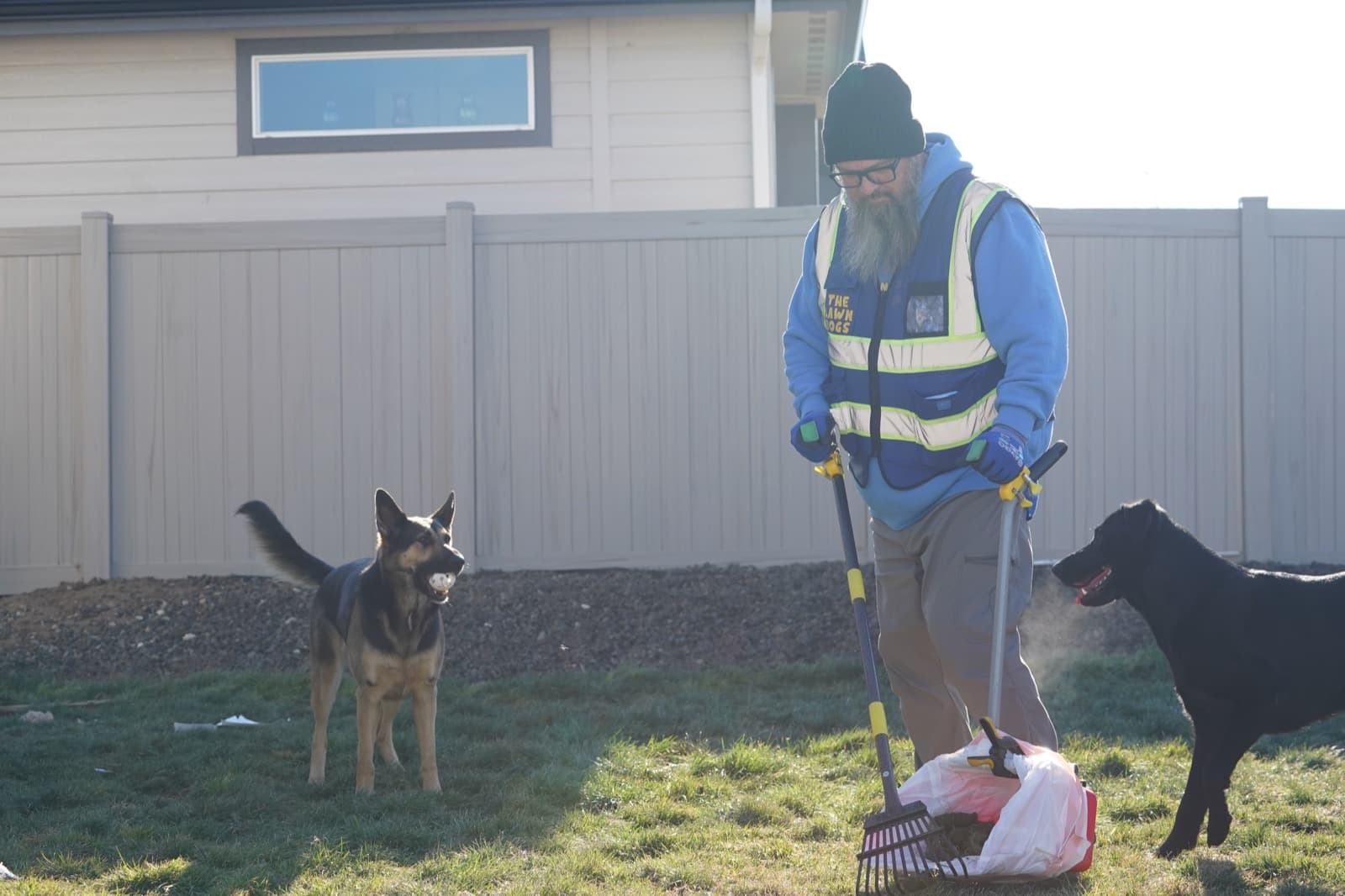 A German shepherd holding a ball and a black labrador in a fenced yard while a Lawn Dogs technician scoops between them