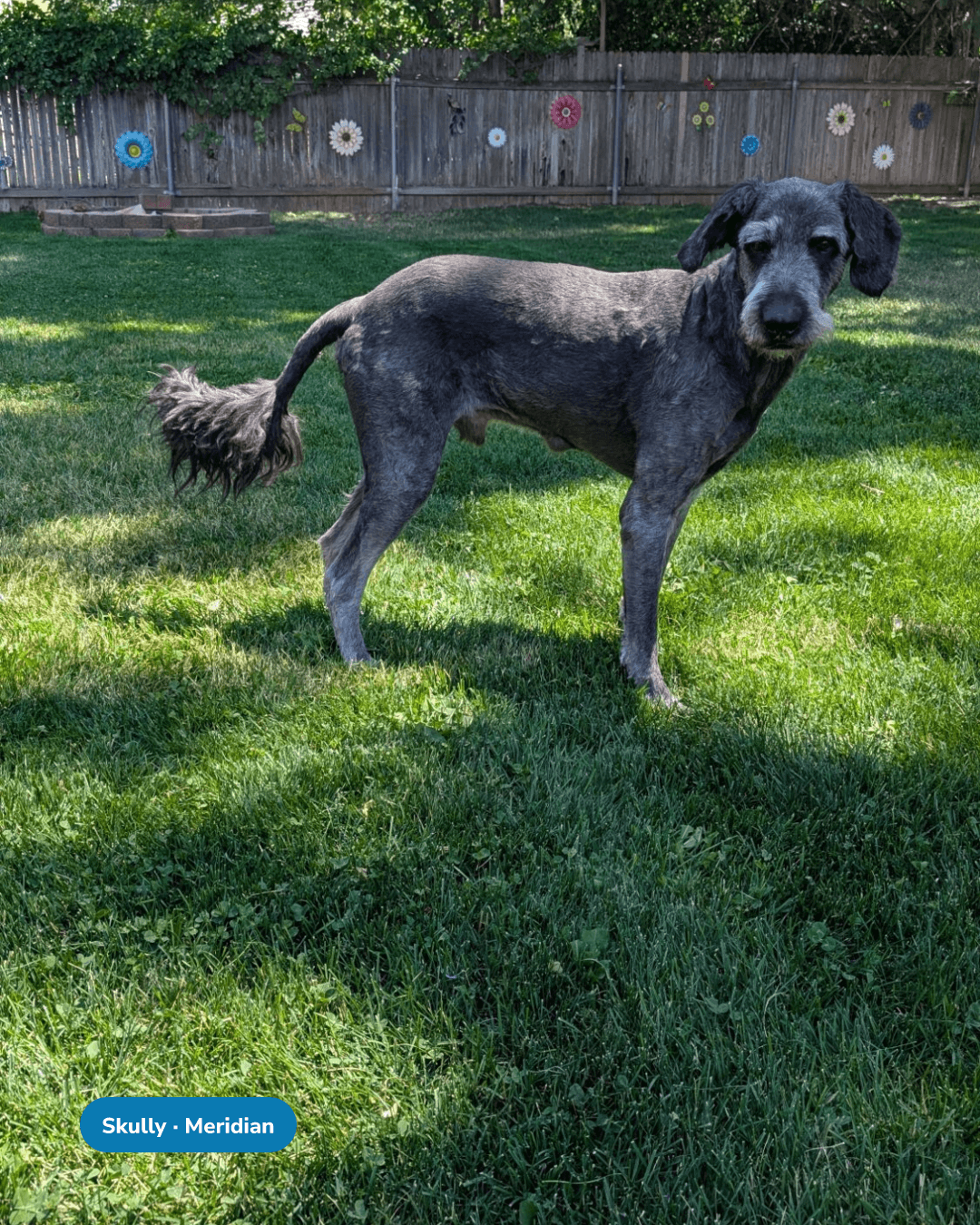 Skully, a Meridian Lawn Dog, looking up at the camera