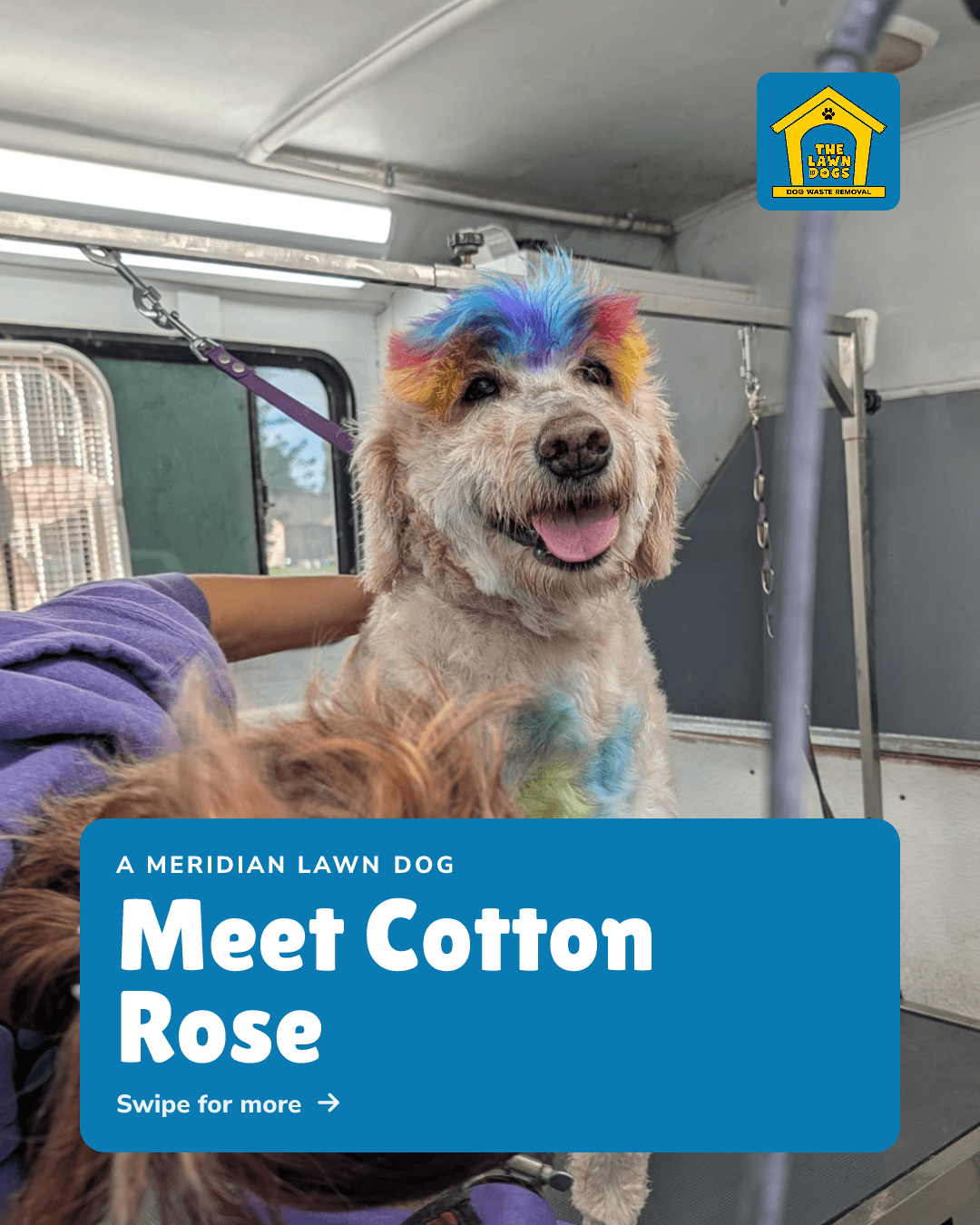 Cover slide: A Meridian Lawn Dog, Meet Cotton Rose