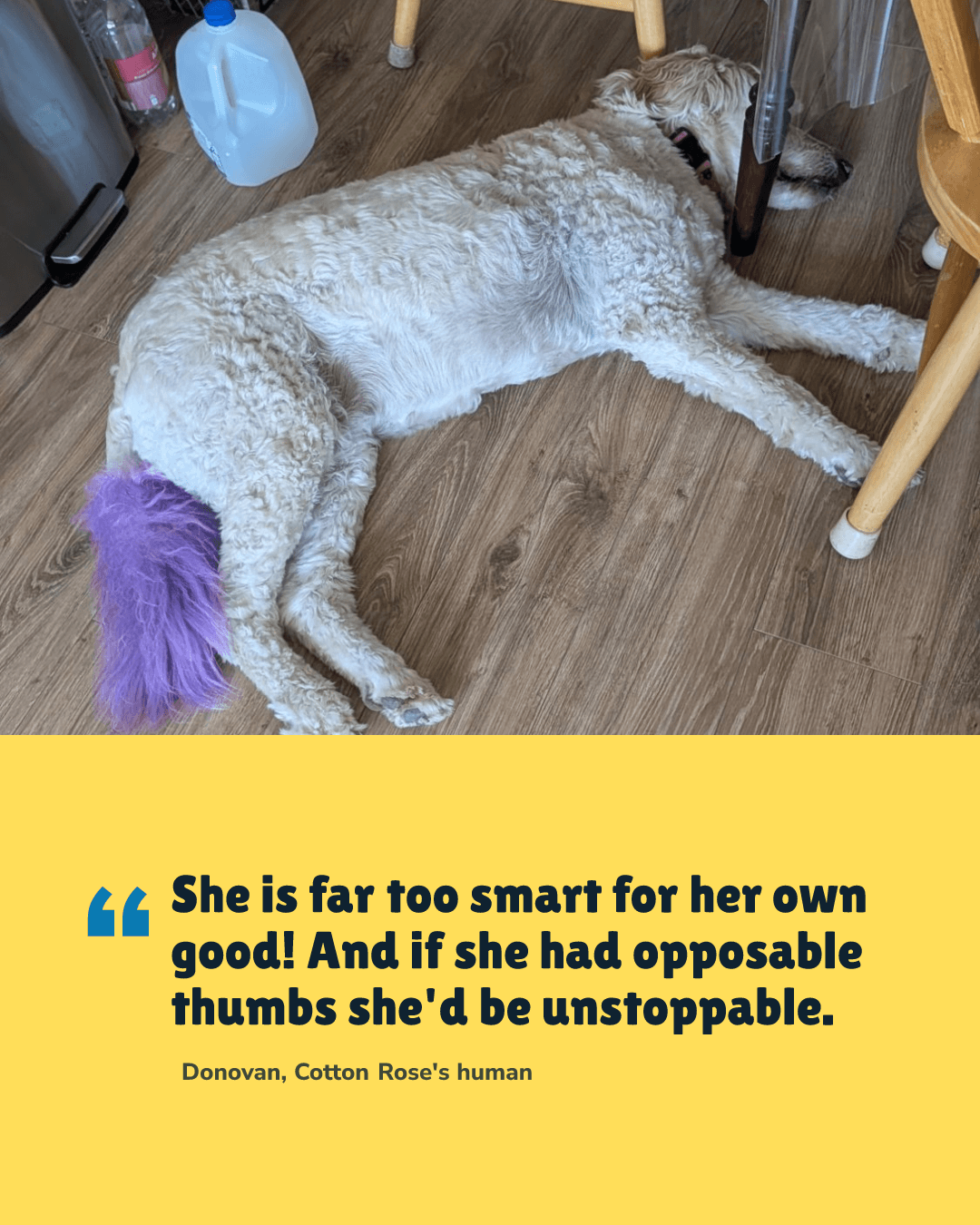 Quote slide: her owner's words about Cotton Rose