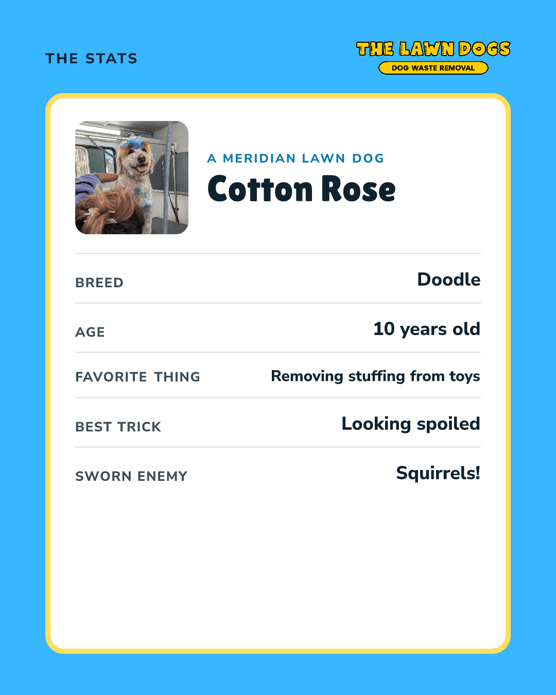 Stats slide: Cotton Rose's breed, age, favorite thing and best trick